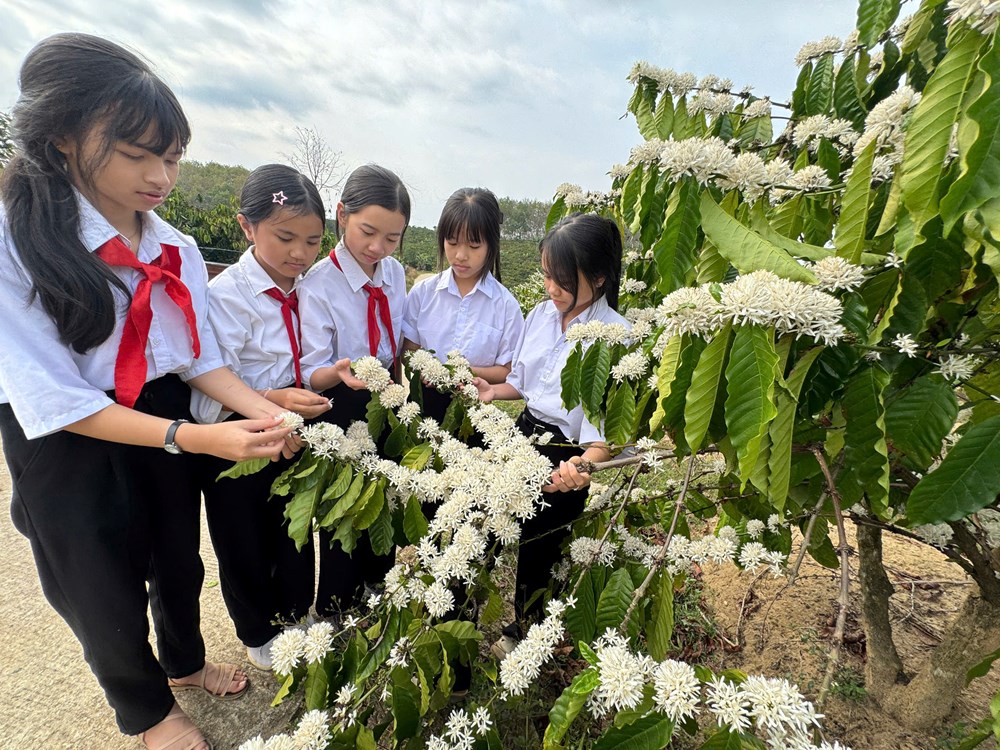 Quảng Ngãi: Sắc Xuân trên những nương cà phê Đăk Hà - ảnh 1
