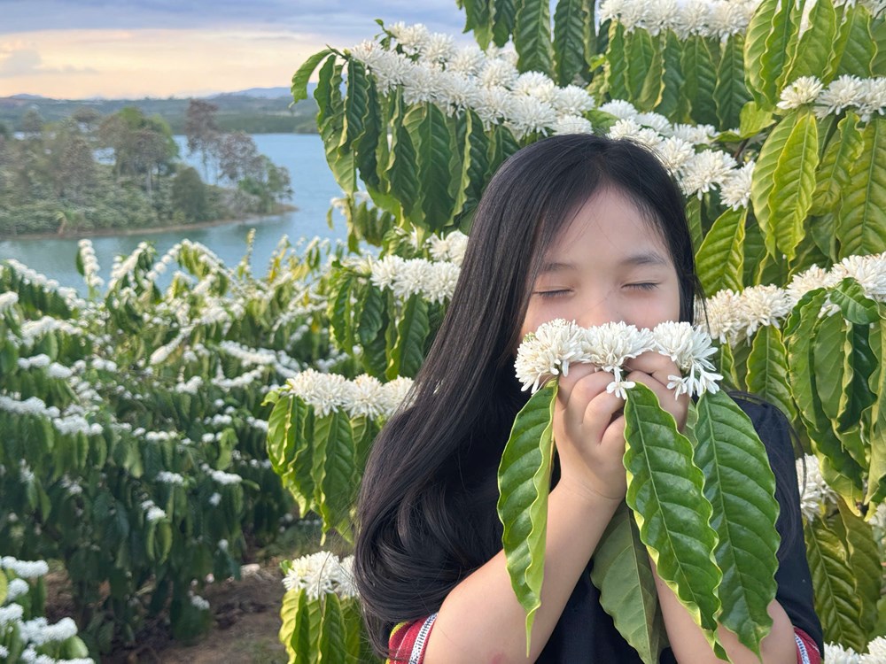 Quảng Ngãi: Sắc Xuân trên những nương cà phê Đăk Hà - ảnh 4