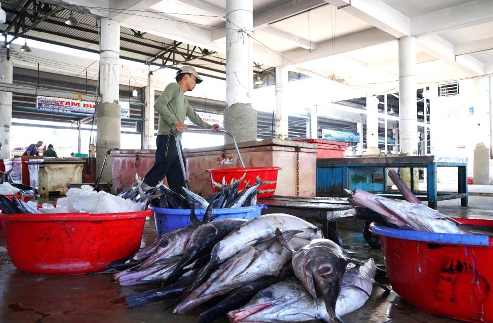 Khánh Hòa: Ngư dân hối hả vươn khơi, đón “lộc biển” đầu năm - ảnh 1