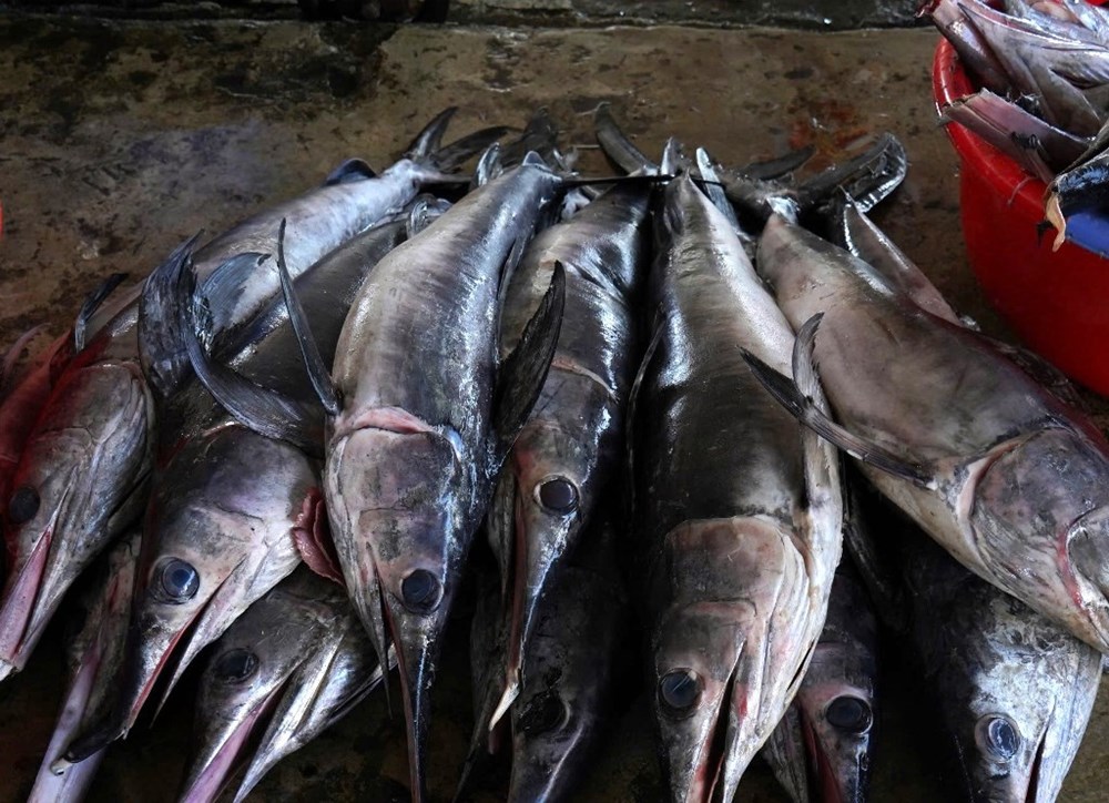 Khánh Hòa: Ngư dân hối hả vươn khơi, đón “lộc biển” đầu năm - ảnh 2