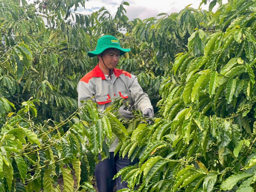 Trưởng thôn Hà Mòn 5 và “hạt nhân xanh” gieo niềm tin từ cơ sở - ảnh 1