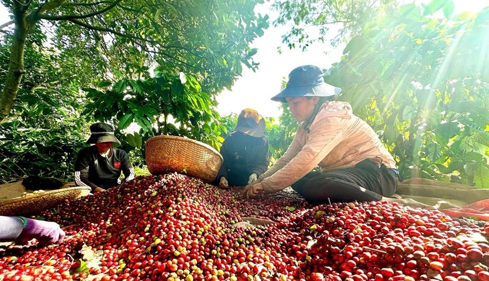 Giá cà phê hôm nay 17.8.2025: Nội địa cao kỷ lục, thế giới tăng mạnh - ảnh 1