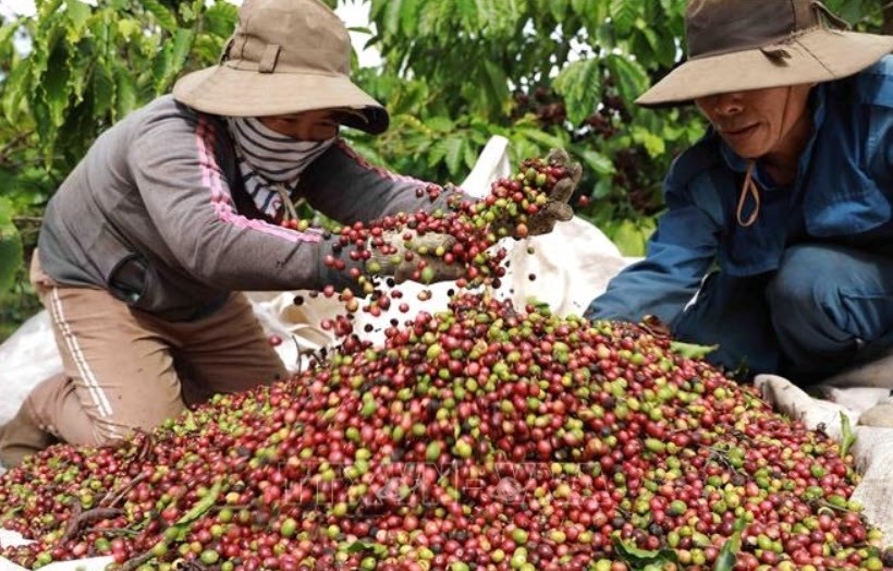 Giá cà phê hôm nay 20.8.2025: Trong nước ổn định, thế giới bật tăng mạnh - ảnh 1