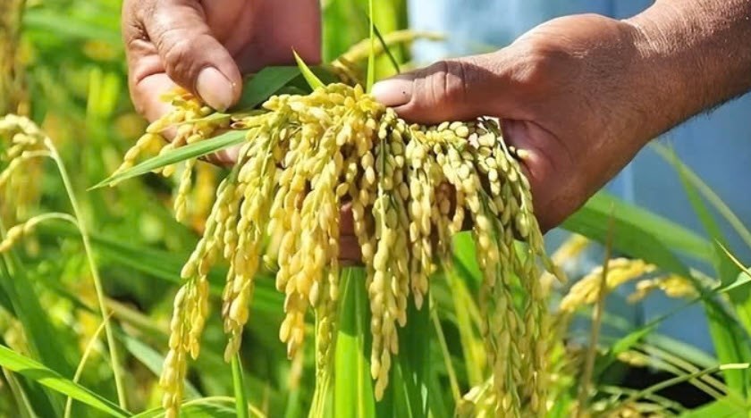 Giá nông sản hôm nay 20.8.2025: Cà phê tăng nóng, hồ tiêu ổn định cao, lúa gạo nhích nhẹ - ảnh 1