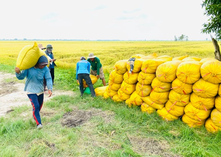 Giá nông sản hôm nay 24.8.2025: Hồ tiêu tiếp đà tăng, cà phê giữ kỷ lục, gạo ổn định - ảnh 1