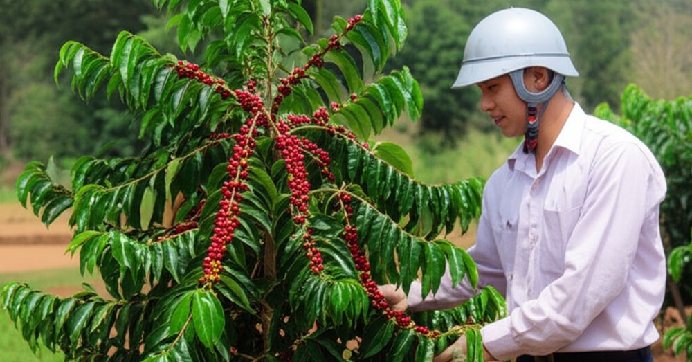 Giá cà phê hôm nay 25.8.2025: Nội địa vững vàng, quốc tế tăng tốc - ảnh 1