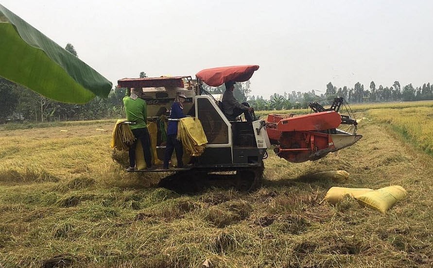 Giá nông sản hôm nay 25.8.2025: Hồ tiêu khởi sắc, cà phê giữ đỉnh - ảnh 1