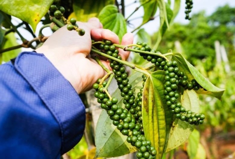 Giá hồ tiêu hôm nay 31.8.2025: Quay đầu giảm nhẹ từ mức cao kỷ lục - ảnh 1