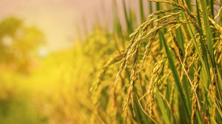 Giá gạo hôm nay 1.9.2025: Gạo nguyên liệu ổn định, xuất khẩu giữ vững đỉnh - ảnh 1
