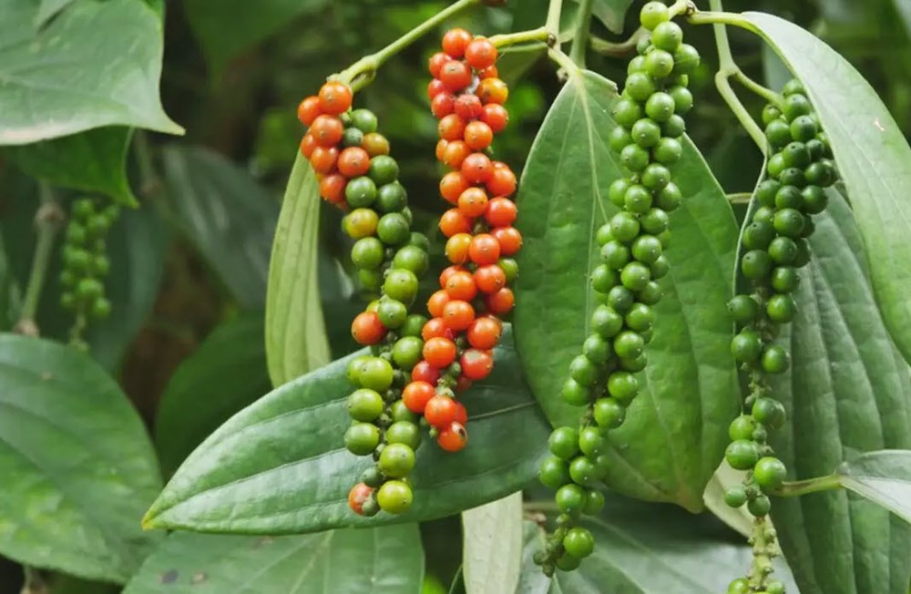 Giá hồ tiêu hôm nay 1.9.2025: Duy trì vùng cao 151.000–152.000 đồng/kg - ảnh 1