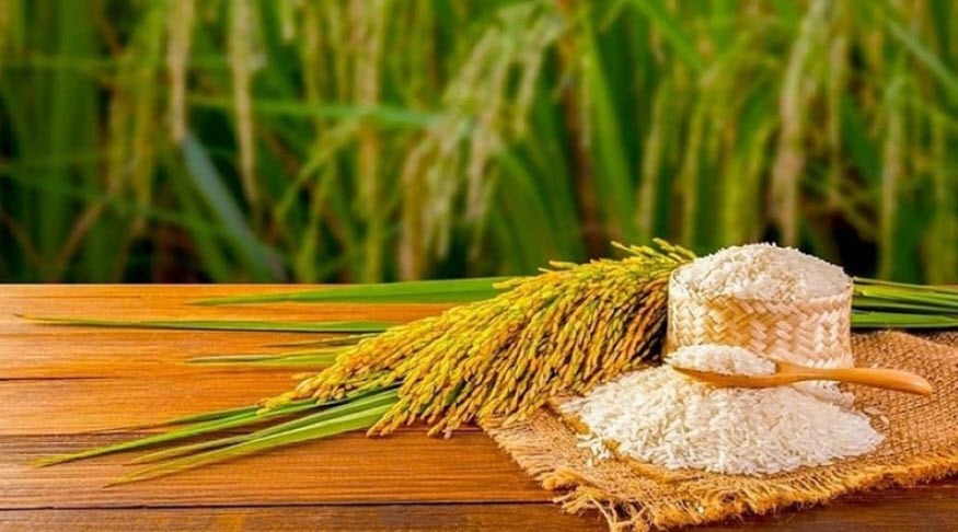 Giá lúa gạo hôm nay 7.9.2025: Nội địa giảm, xuất khẩu giữ vững - ảnh 1
