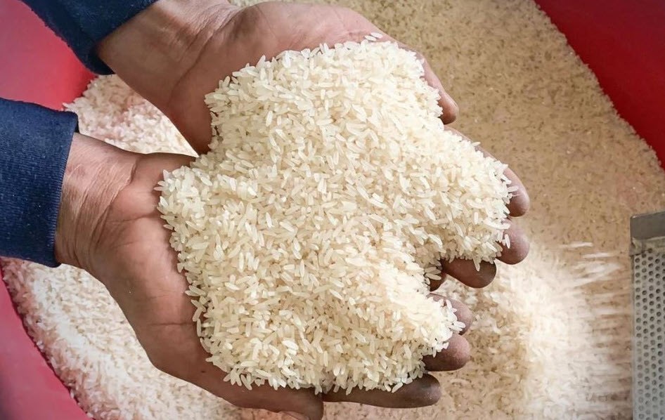 Giá lúa gạo hôm nay 11.9.2025: Giao dịch chậm, giá đi ngang - ảnh 1