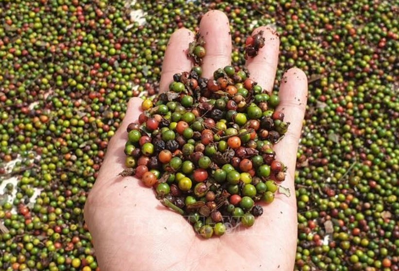 Giá hồ tiêu hôm nay 13.9.2025: Giảm nhẹ, vẫn giữ mốc trên 147.000 đồng/kg - ảnh 1