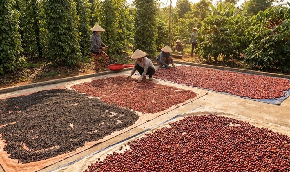 Giá hồ tiêu hôm nay 3.12: dao động 148.000–149.500 đồng/kg - ảnh 1