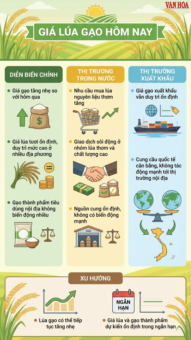 Giá lúa gạo hôm nay 9.12: Nội địa ổn định, gạo thơm tăng giá - ảnh 3