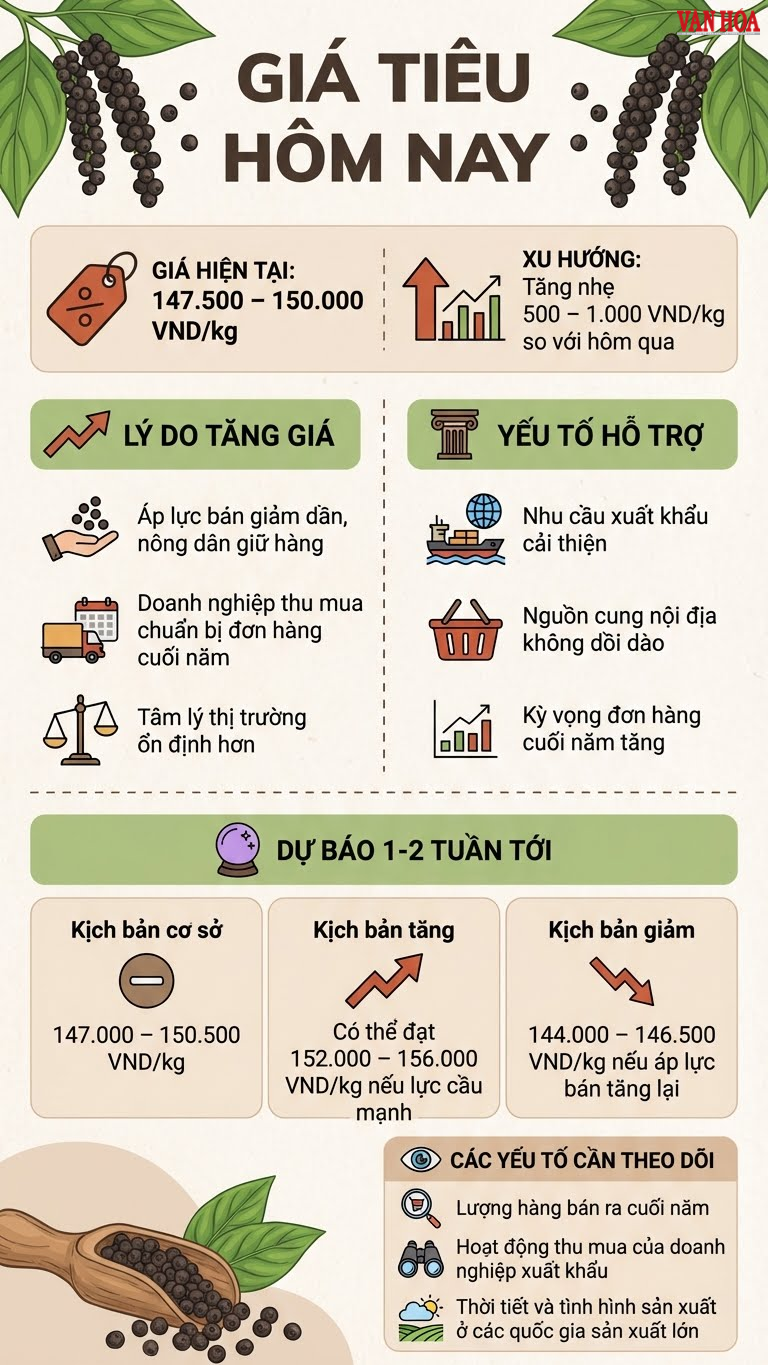 Giá hồ tiêu hôm nay 13.12: Tăng nhẹ lên 151.000 đồng/kg - ảnh 3