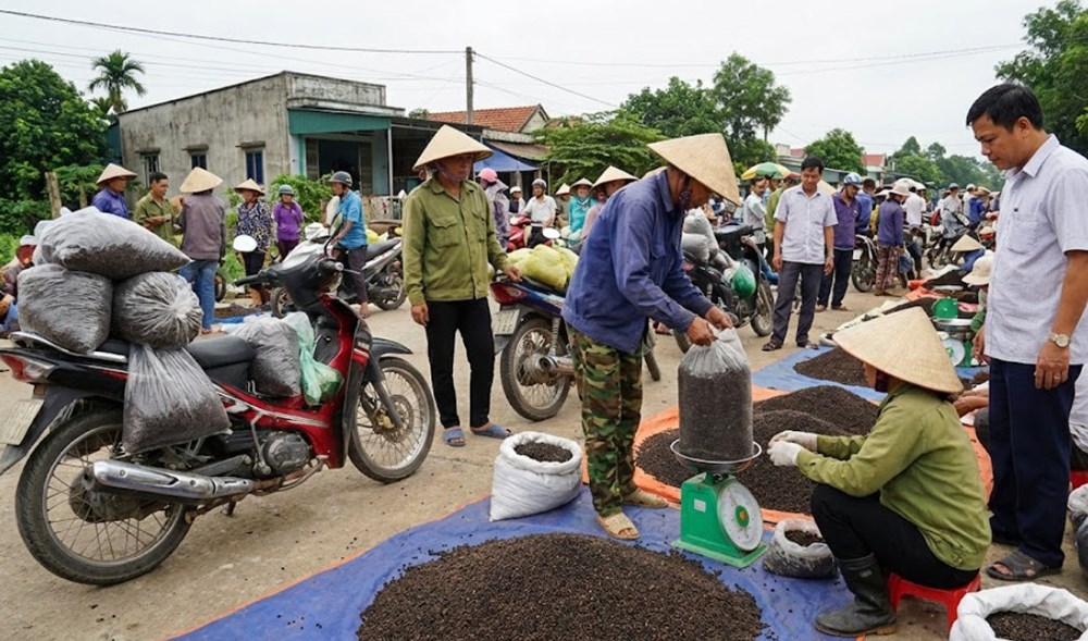 Giá hồ tiêu hôm nay 18.12: Giữ nguyên quanh 146.000 đồng/kg - ảnh 1