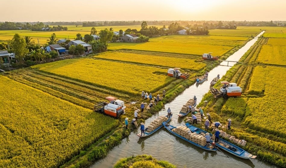 Giá lúa gạo hôm nay 25.12: Đi ngang chờ tín hiệu đầu năm - ảnh 1