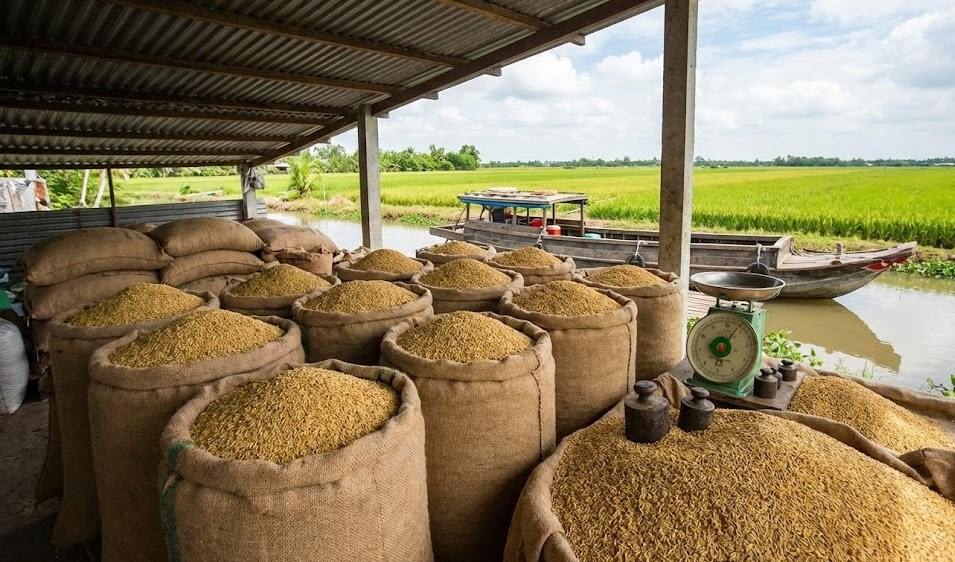 Giá lúa gạo hôm nay 6.1: Lặng sóng trước mùa vụ mới - ảnh 1