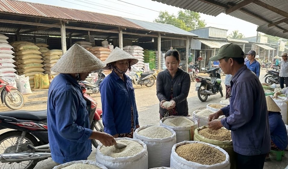 Giá lúa gạo hôm nay 11.1: Giao dịch chậm, chưa có đột biến - ảnh 1