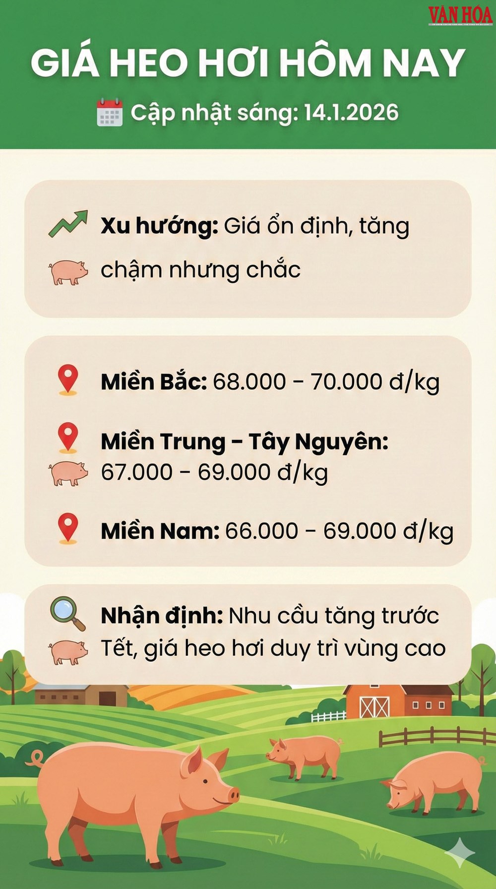 Giá heo hơi hôm nay 14.1.2026: Giá tăng chậm nhưng bền - ảnh 3