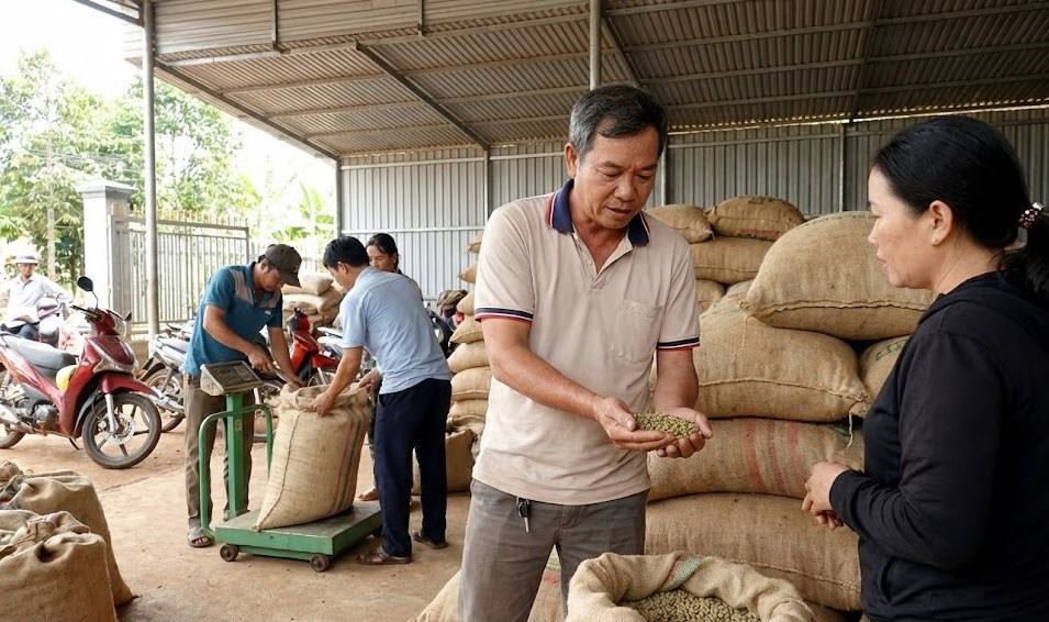 Giá cà phê hôm nay 22.1: Thị trường chờ sóng mới sau Tết - ảnh 1