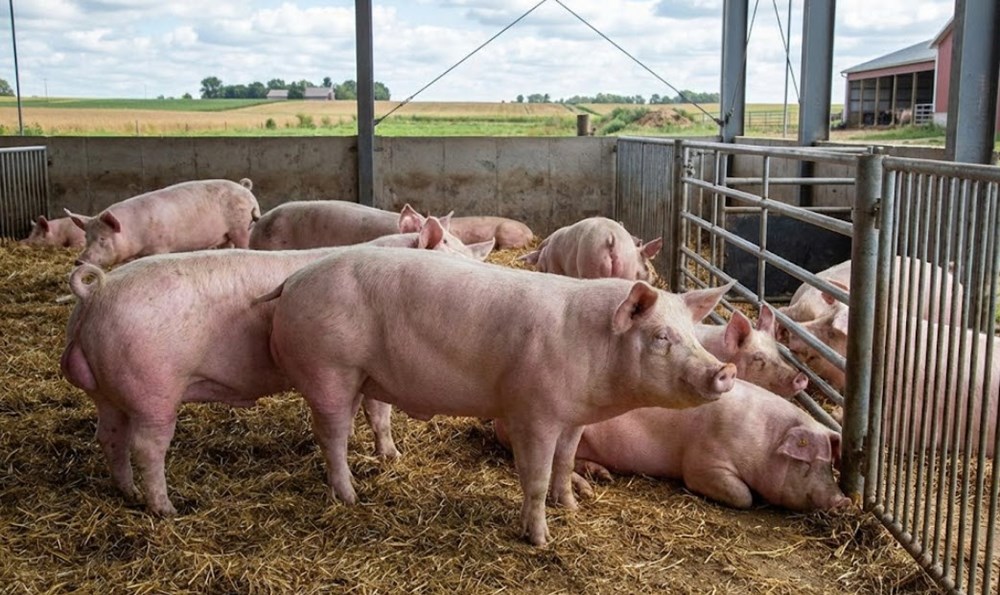 Giá heo hơi hôm nay 8.2: Miền Nam thấp nhất 72.000 đồng/kg - ảnh 2