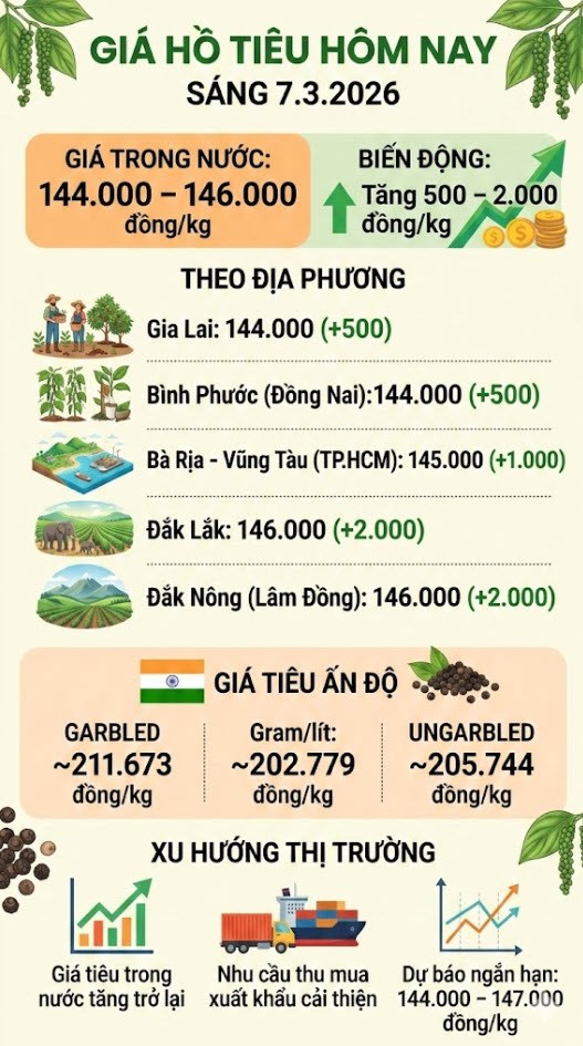 Giá tiêu hôm nay 7.3: Tăng 2.000 đồng/kg tại nhiều địa phương - ảnh 3
