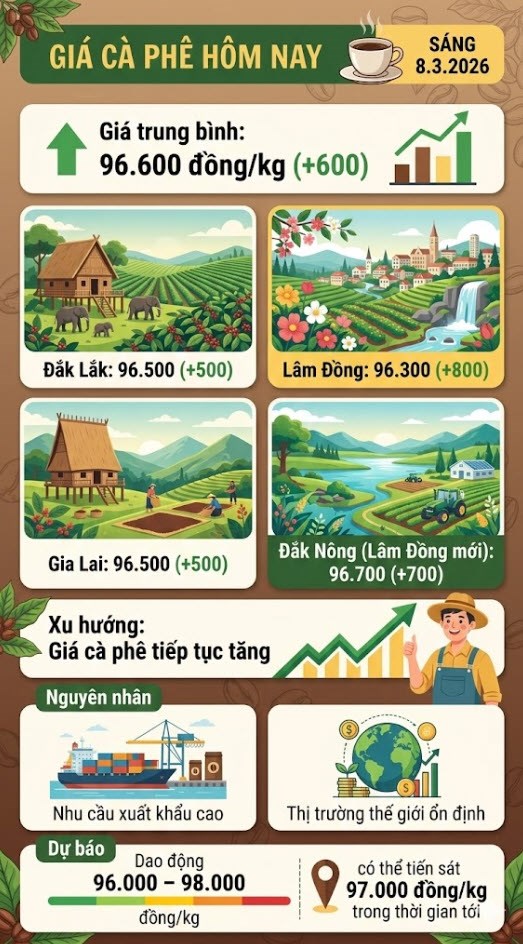 Giá cà phê hôm nay 8.3: Tây Nguyên tăng lên 96.600 đồng/kg - ảnh 3
