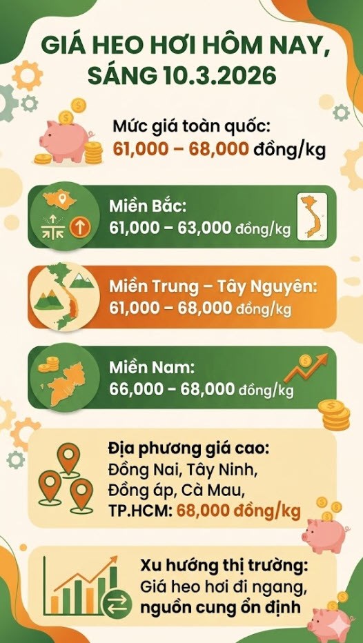 Giá heo hơi hôm nay 10.3: Lâm Đồng dẫn đầu 68,000 đồng/kg - ảnh 3