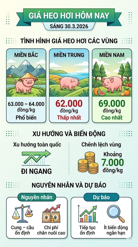 Giá heo hơi hôm nay 30.3: Ổn định trên diện rộng - ảnh 3