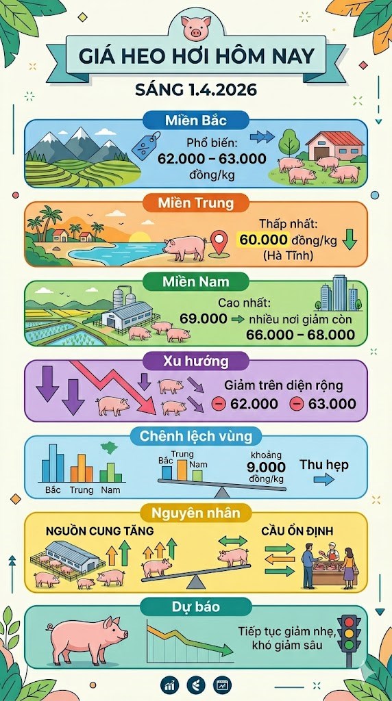 Giá heo hơi hôm nay 1.4: Giảm trên diện rộng, miền Nam mất đỉnh - ảnh 3