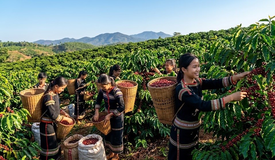 Giá cà phê hôm nay 9.4: Lao dốc mạnh chưa từng thấy - ảnh 1