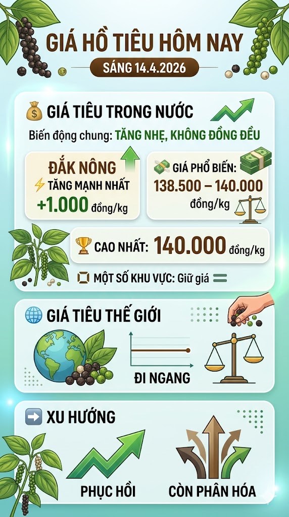 Giá hồ tiêu hôm nay 14.4: Tây Nguyên bật tăng, thị trường khởi sắc - ảnh 3