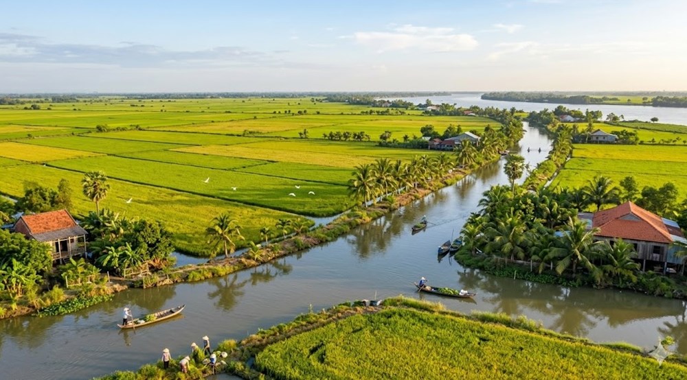 Giá lúa gạo hôm nay 17.4: Lúa tăng nhẹ, gạo tiếp tục ổn định - ảnh 1