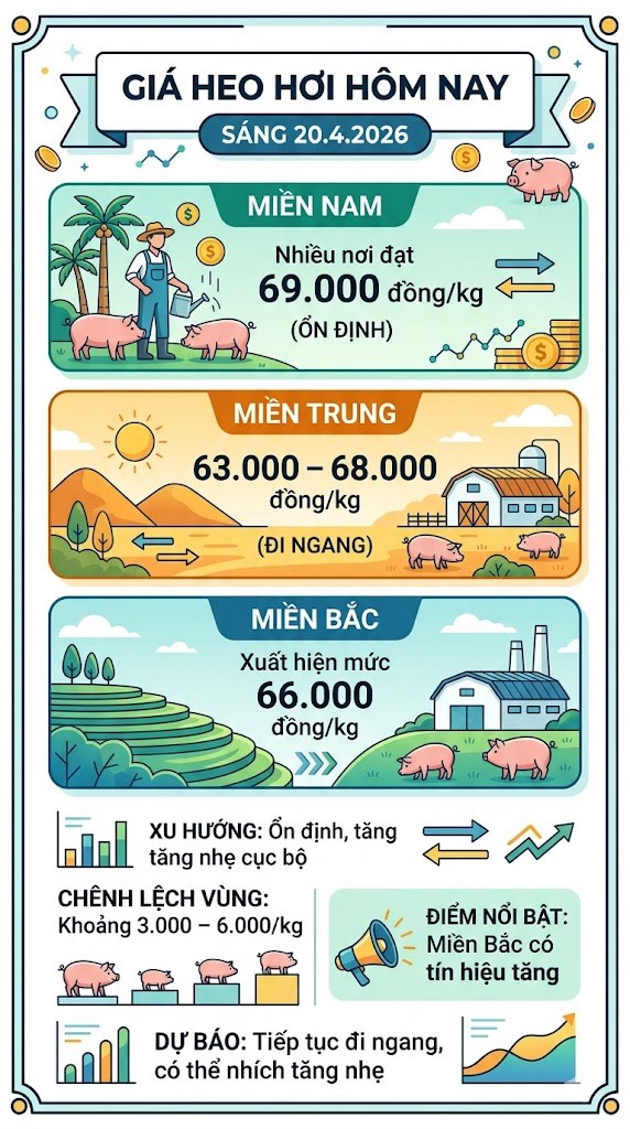 Giá heo hơi hôm nay 20.4: Tín hiệu tăng nhẹ tại miền Bắc - ảnh 3