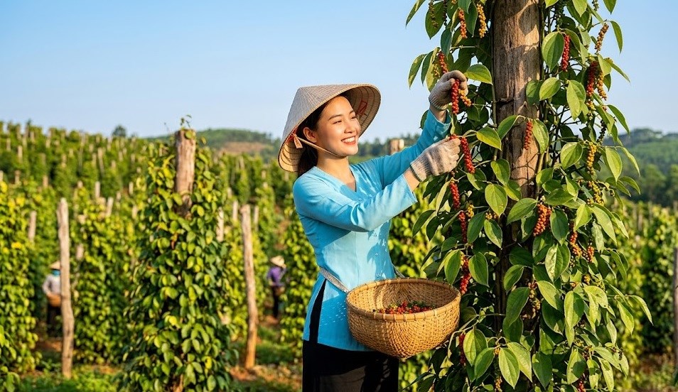 Giá hồ tiêu hôm nay 20.4: Chưa có biến động mới, chờ tín hiệu bứt phá - ảnh 1