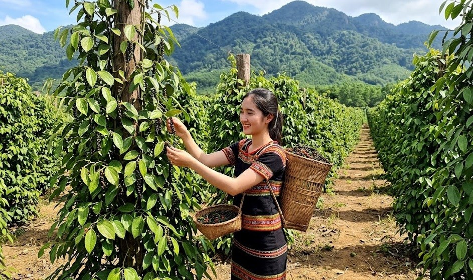 Giá hồ tiêu hôm nay 16.5: Thị trường tiếp tục neo cao - ảnh 1