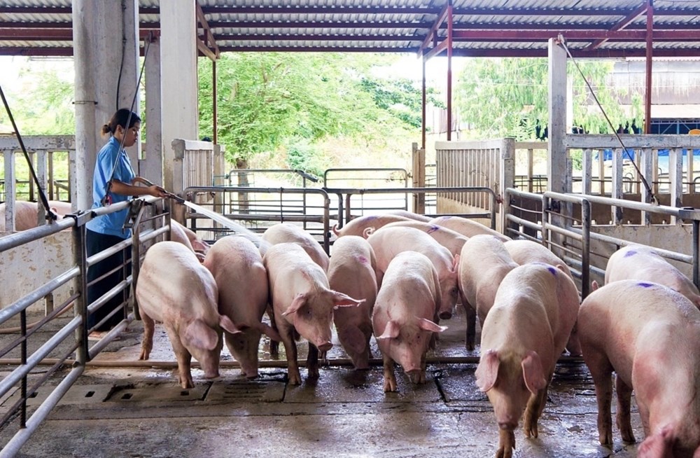 Giá heo hơi hôm nay 16.5: Miền Bắc áp sát miền Nam về giá - ảnh 1