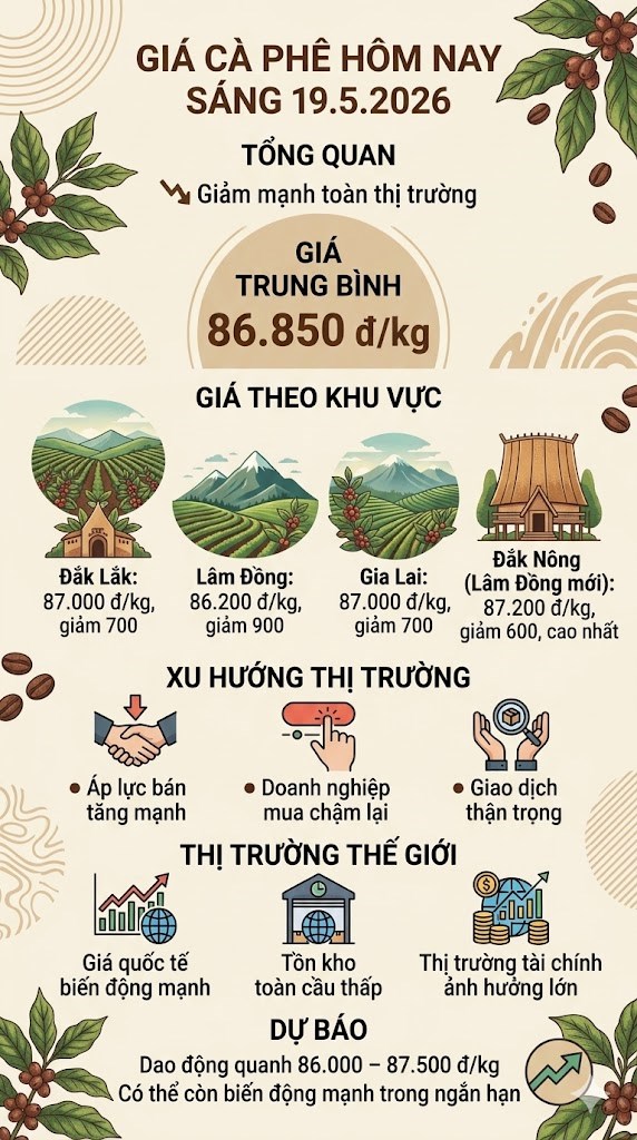 Giá cà phê hôm nay 19.5: Giảm mạnh, mất tới 900 đồng/kg - ảnh 3