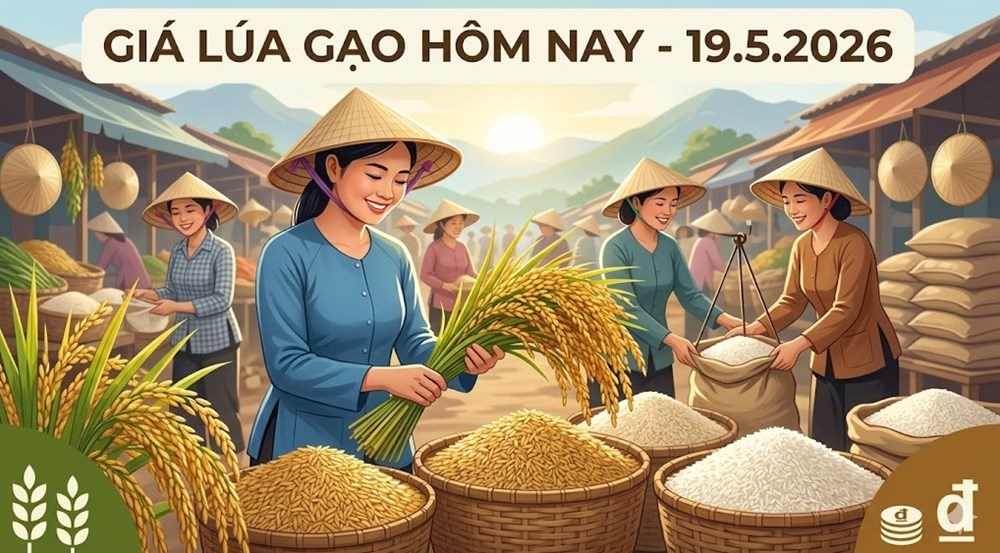 Giá gạo hôm nay 19.5: Việt Nam tiếp tục vượt Thái Lan, Ấn Độ - ảnh 1