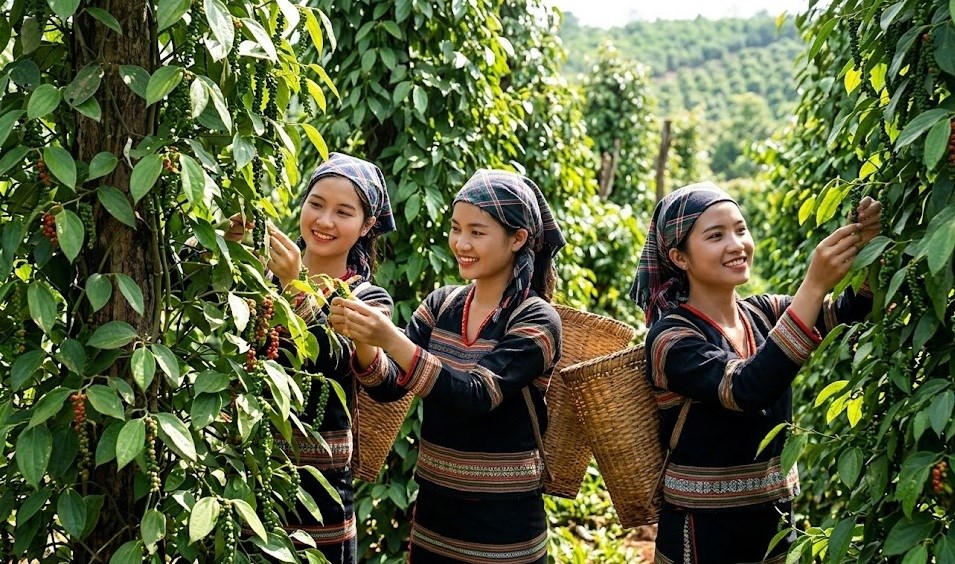 Giá hồ tiêu hôm nay 21.5: Thị trường giữ giá, chờ lực mua mới - ảnh 1