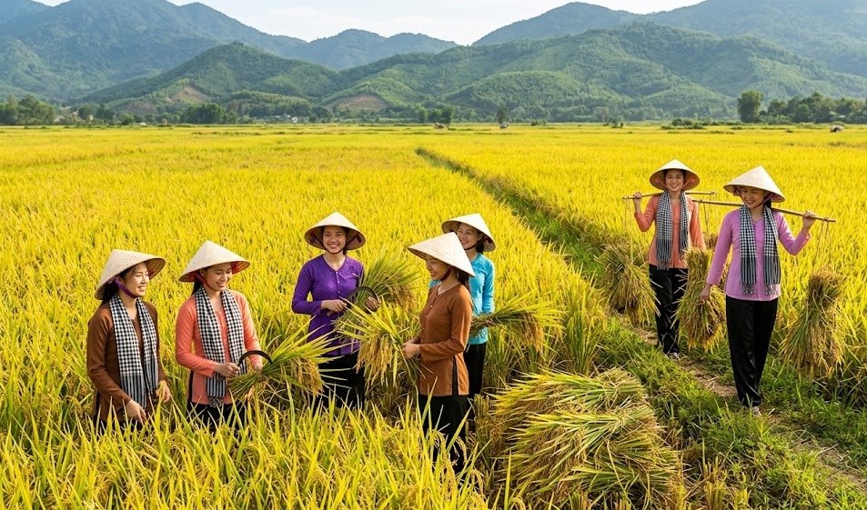 Giá lúa hôm nay 27.5: Gạo xuất khẩu giảm nhẹ, lúa chất lượng cao vẫn neo giá - ảnh 1