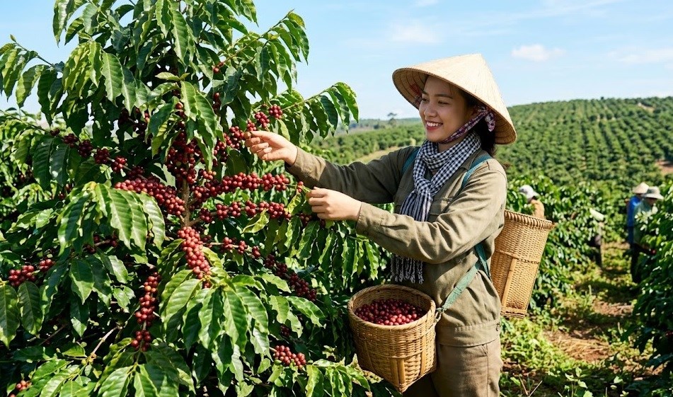 Giá cà phê hôm nay 7.6: Mất thêm 500-600 đồng/kg, áp lực giảm chưa dừng lại - ảnh 1