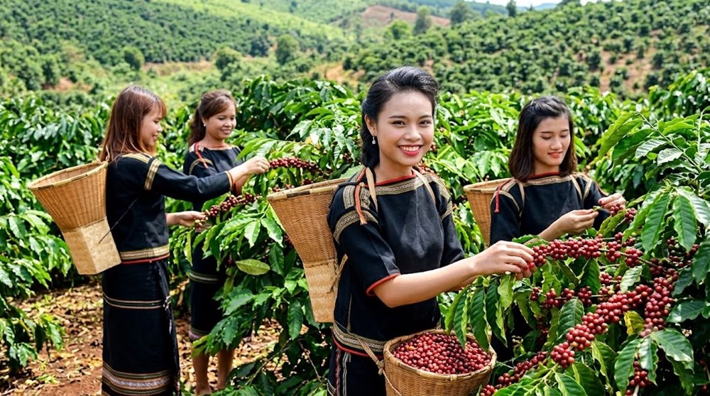 Giá cà phê ngày 16.7 đi ngang, cao nhất 97.300 đồng/kg - ảnh 1