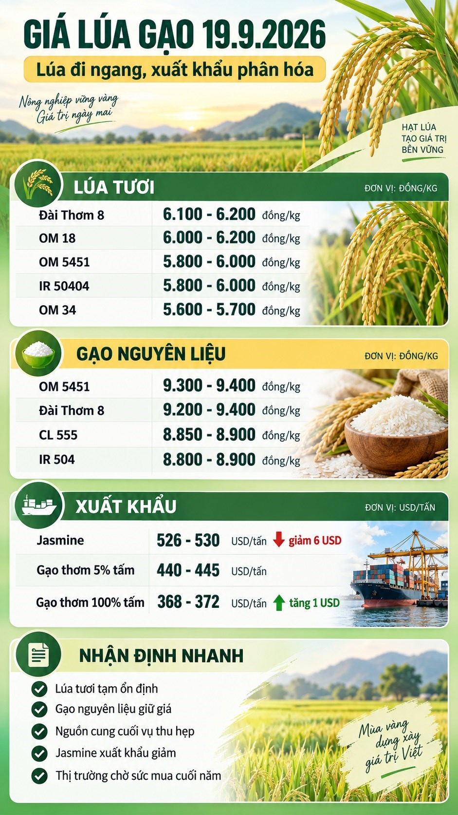 Giá lúa gạo hôm nay 19.9: Lúa chững giảm, gạo nguyên liệu giữ giá - ảnh 3
