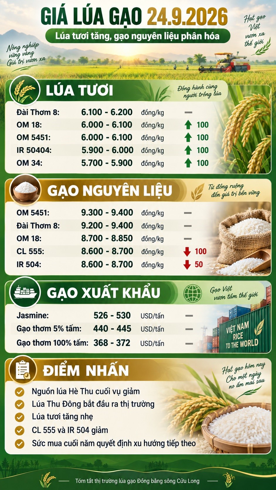 Giá lúa gạo hôm nay 24.9.2026: Thị trường bất ngờ phân hóa - ảnh 3