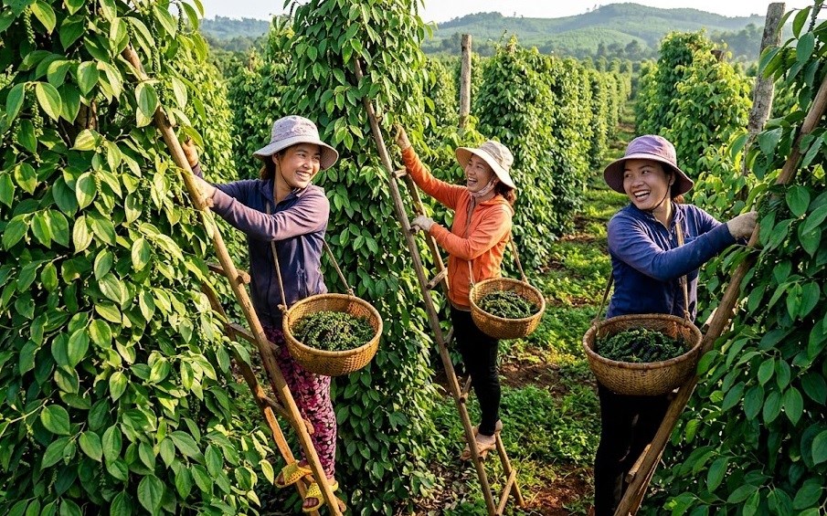 Giá hồ tiêu hôm nay 25.9.2026: Thị trường chững lại sau nhịp điều chỉnh - ảnh 1