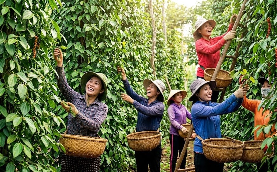 Giá hồ tiêu hôm nay 26.9.2026: Dao động 136.000–140.000 đồng/kg - ảnh 1