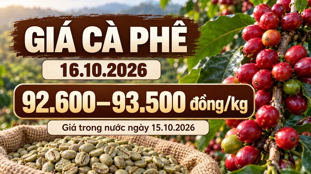 Giá cà phê hôm nay 16.10.2026: Đà tăng trong nước có tiếp diễn? - ảnh 1